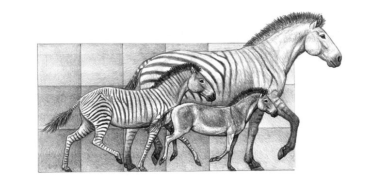 Tres especies del género ‘Hipparion’, que convivieron en la Península Ibérica hace entre 9 y 5 millones de años, un buen ejemplo de la variabilidad de tamaño en el linaje de los caballos (MAURICIO ANTÓN)