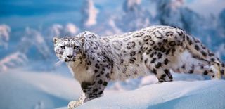 El calentamiento global comienza a ser catastrófico para las especies