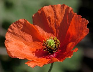 Se marcha febrero dejando una floración adelantada de...