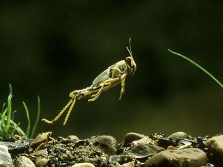Una plaga de langostas invade Egipto e Israel