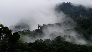 Los bosques provocan las lluvias, y no a la inversa