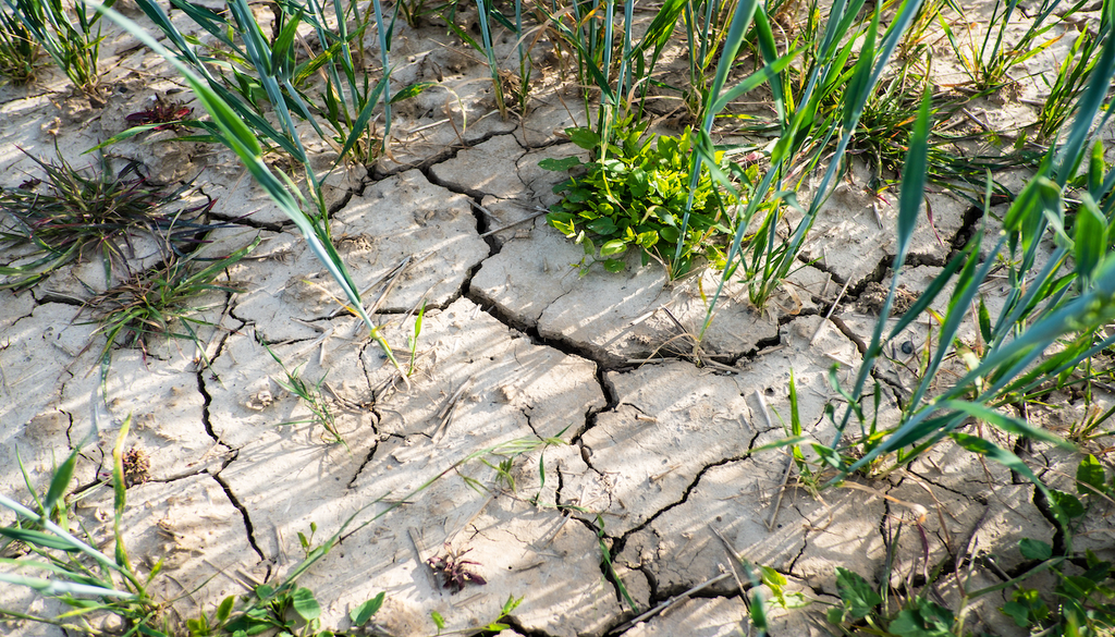 Trockenheit, Starkregen, ausgehärtete Boden, Überschwemmungen Wo Trockenheit tiefe Risse hinterlässt, kann Starkregen zum Problem werden: Der ausgehärtete Boden nimmt Wasser nur noch schlecht auf, sodass Regenmassen oft direkt oberflächlich abfließen und Überschwemmungen begünstigen.