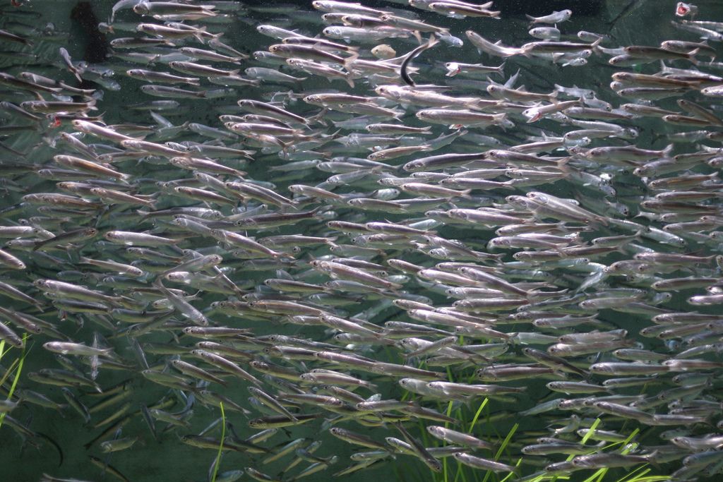 Un equipo del CSIC constata que el cambio climático podría modificar las corrientes del Mediterráneo y alterar la pesca de algunas especies Un equipo del CSIC constata que el cambio climático podría modificar las corrientes del Mediterráneo y alterar la pesca de algunas especies