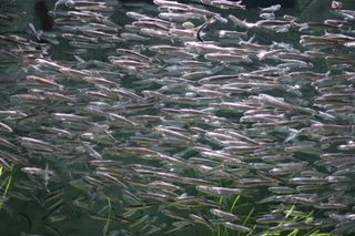 El cambio climático podría modificar las corrientes del Mediterráneo y alterar la pesca de algunas especies