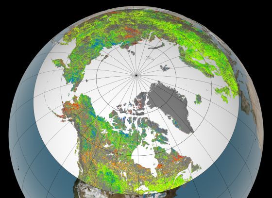 Mapa de incremento de vegetación, de reducción y sin cambios Mapa de incremento de vegetación (verde y azul), de reducción (naranja y rojo) y sin cambios (amarillo) en los últimos 30 años en el Ártico y las regiones boreales (NASA GODDARD SPACE FLIGHT CENTER VISUALIZATION STUDIO)