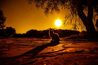 Atardecer “gatuno”