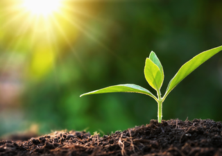 33 % del suelo está degradado: la meta del 5 del diciembre: "Suelos sanos para ciudades saludables"