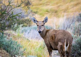 355 especies animales nativas corren riesgo de conservación en Chile