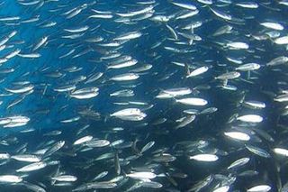 Las especies marinas se desplazan hacia los polos a un ritmo de 72 kilómetros por década