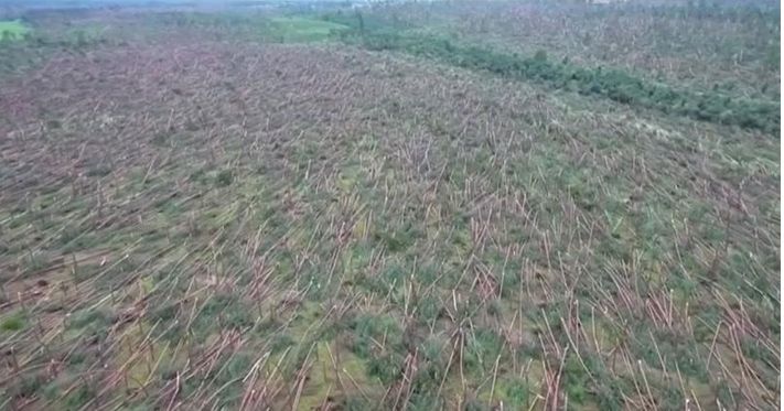 Árboles arrasados fuera de Suszek, en el norte de Polonia.