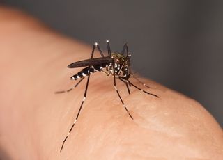 36 cas "autochtones" de dengue recensés en France métropolitaine : faut-il s'inquiéter ?