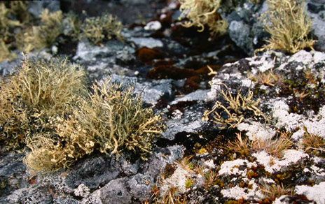 Líquenes de las especies Usnea antarctica y Placopsis contortuplicata fotografiados en las cercanías de la Base Antártica Juan Carlo I, en la isla Livingston, archipiélago de las Shetland del Sur. Crédito: Fernando Valladares.
