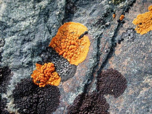 Líquenes de las espcies Xanthoria y Caloplaca fotografiados en las cercanías de la Base Antártica Juan Carlos I, en la isla Livingston, archipiélago de las Shetland del Sur. Crédito: Fernando Valladares.