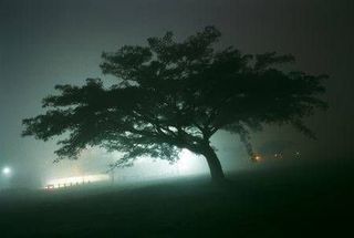 El calentamiento global nocturno limita la captura de CO2 de la flora boreal