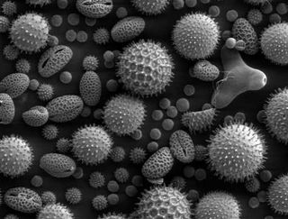 El polen, una herramienta para predecir la evolución del clima