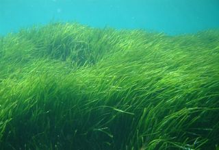La acumulación de ácido sulfhídrico en el fondo marino amenaza las praderas de ‘Posidonia'