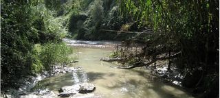 Detectan elevados niveles de retardantes de llama en peces de río