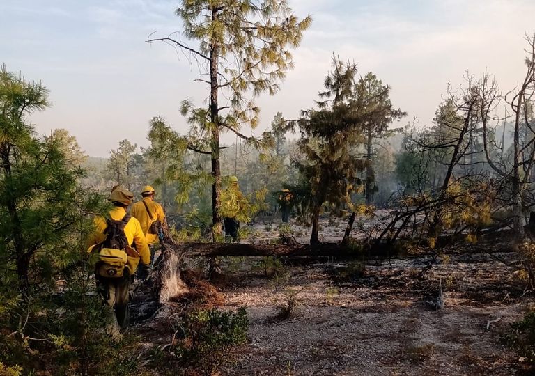 38 incendios forestales activos en México 38 incendios forestales activos en México