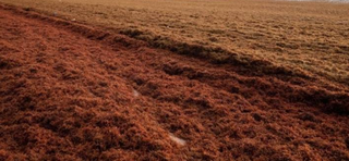 Imagen desde el espacio de Sargassum (sargazos)