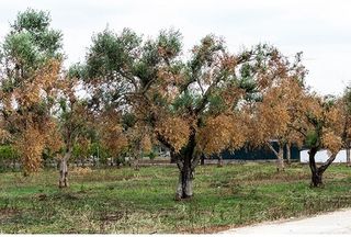 Lucha contra la Xylella fastidiosa en Europa