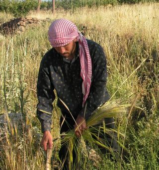 Mejorar los cultivos de cereales ante climas cambiantes