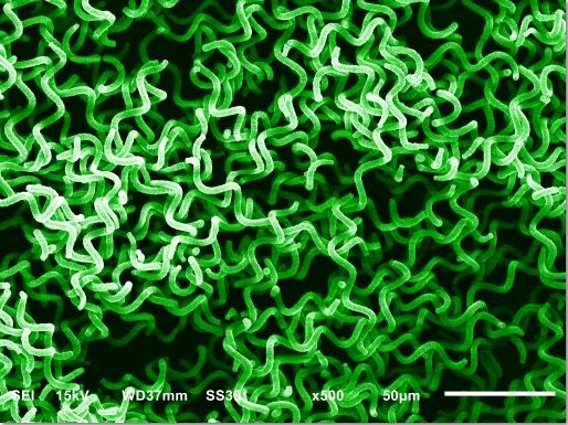 Microalgas Arthrospira