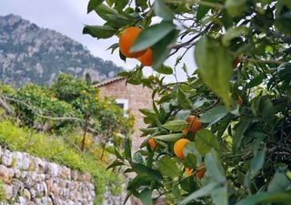 4 árboles de rápido crecimiento que dan sombra y puedes plantar en maceta, ideales para clima mediterráneo 
