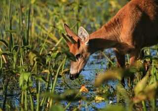 4 ubicaciones de Argentina para descubrir la naturaleza más auténtica y la importancia de su conservación