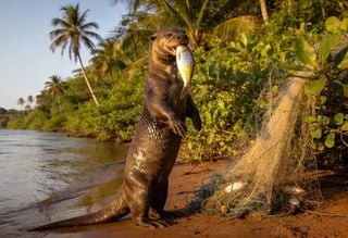 4 esp&eacute;cies de animais que s&oacute; existem na Amaz&ocirc;nia e correm risco de extin&ccedil;&atilde;o