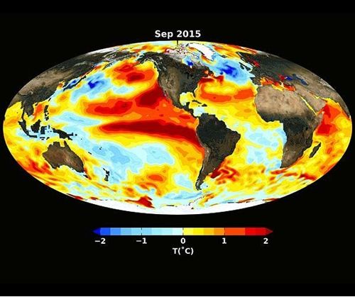 Las olas de calor del océano pueden tener "impactos devastadores y de largo plazo" en los ecosistemas y se han vuelto más largas y más frecuentes durante el siglo pasado, según un estudio internacional publicado recientemente.