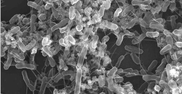 Biopelícula formada por una de las cepas de bacterias marinas usadas en los experimentos. Foto: IACT