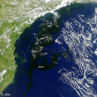 Afloramiento oscuro en el Atlántico Sur