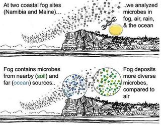 Microbios en la niebla costera