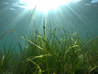 Nuevos sumideros de CO2 en el Ártico