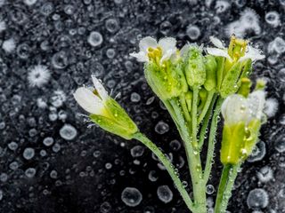 En otoño, muchas plantas se preparan para el invierno