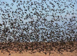 Migraciones de aves analizadas por radar