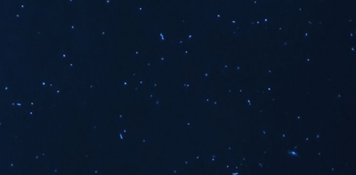 Foto de bacterias marinas con tinción fluorescente de su ADN. Imagen tomada con un microscopio de epifluorescencia a una magnificación de 63x. Foto de bacterias marinas con tinción fluorescente de su ADN. Imagen tomada con un microscopio de epifluorescencia a una magnificación de 63x.