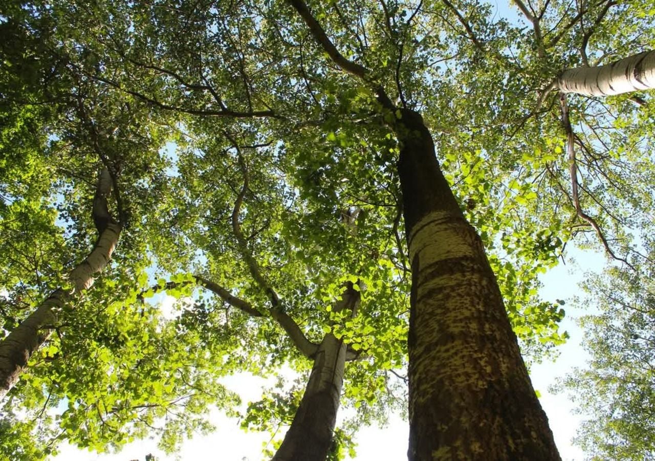 5 alberi a crescita rapida per ottenere un'ombra incredibile in