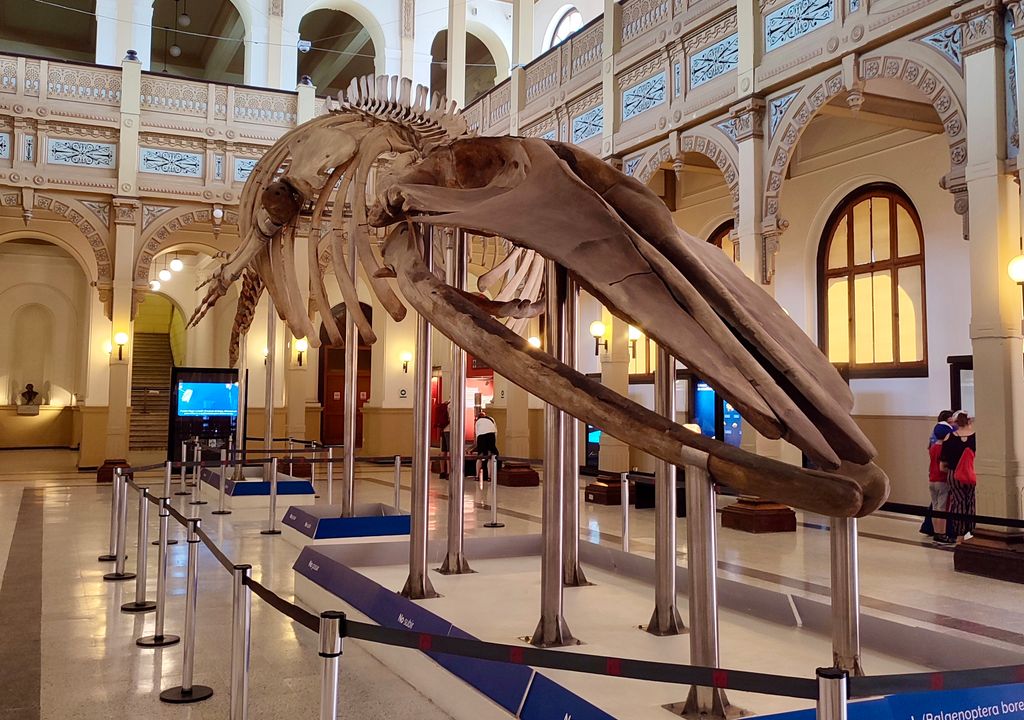 Esqueleto de ballena sei del Museo Nacional de Historia Natural, Santiago de Chile.