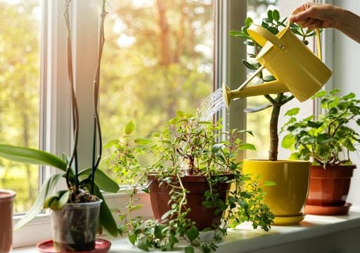 fungicide for indoor plants Organic Indoor Kit  Arber