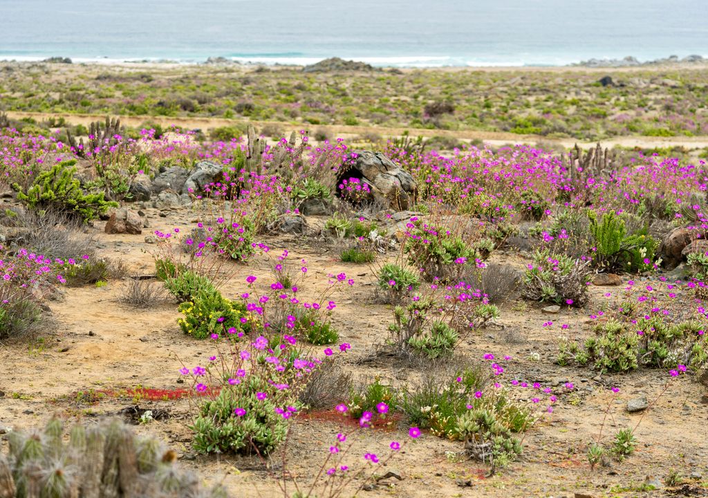 Desierto Florido en Parque Nacional Llanos de Challe.