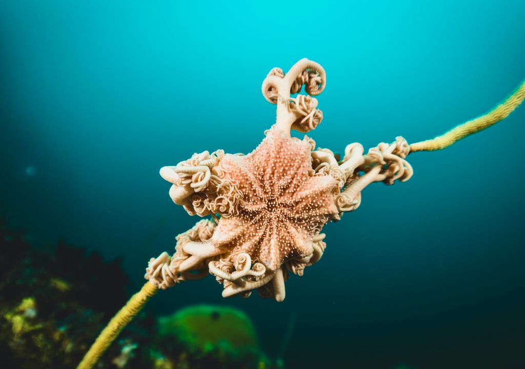 Estrella cesta de la Patagonia. Estrella cesta de la Patagonia.