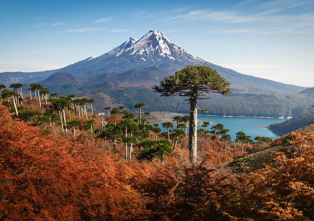 Parque Nacional Conguillío en otoño. Parque Nacional Conguillío en otoño.