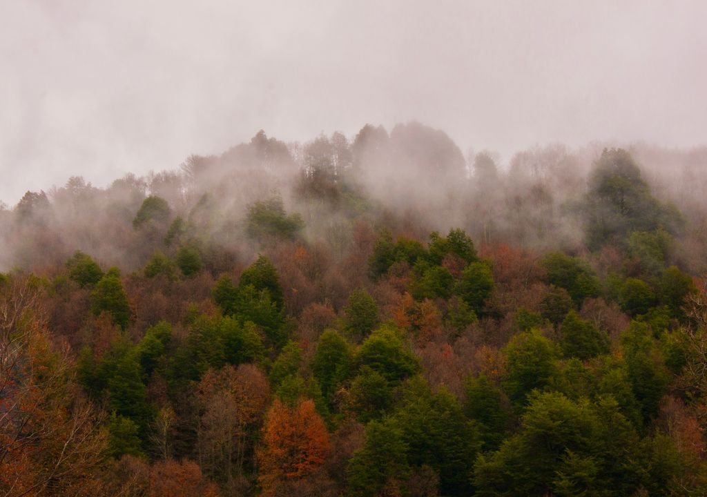 Bosques de Malalcahuello en otoño. Bosques de Malalcahuello en otoño.
