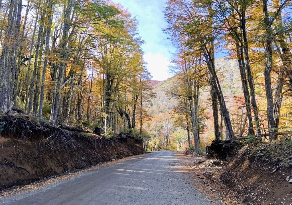 Valle Las Trancas, Región de Ñuble. Durante abril, los bosques de Valle Las Trancas se tiñen de tonos cálidos. Crédito: Catalina Contreras.