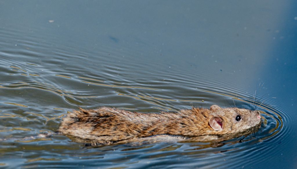 La leptospirosis es una enfermedad bacteriana transmitida por agua o suelo contaminados con orina de animales infectados
