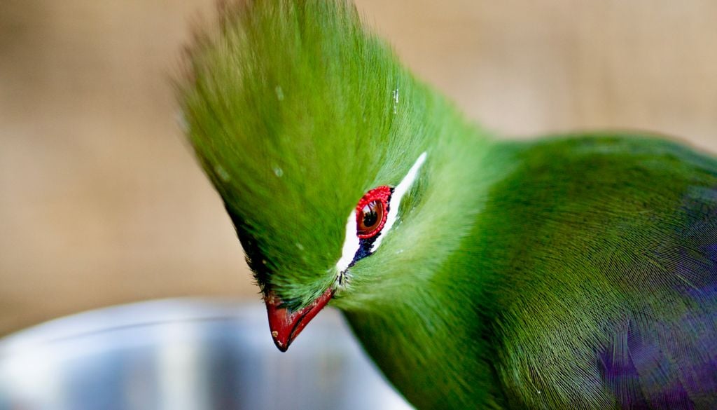 En el Parque Tricao se pueden ver más de 50 especies de aves.