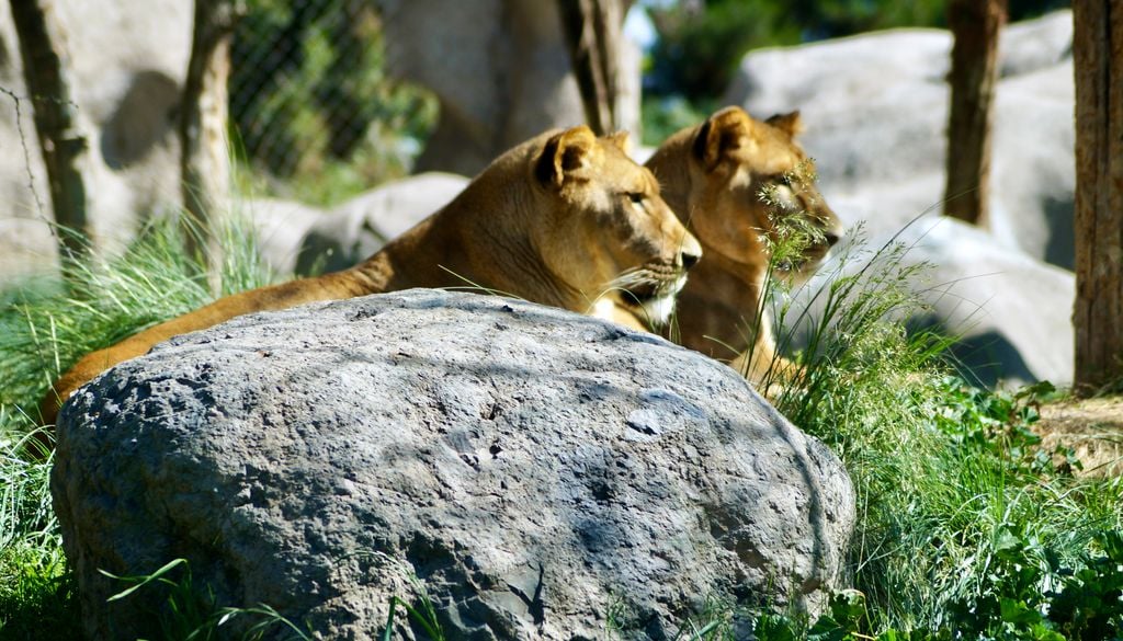 En el Buin Zoo se pueden ver animales de todos los continentes.