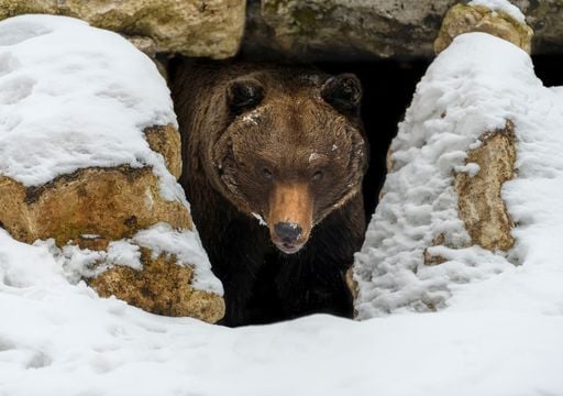 5 estrategias de los animales para enfrentar temperaturas bajo cero que parecen ciencia ficción 