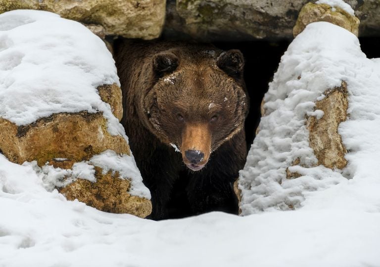 5 estrategias de los animales para enfrentar temperaturas bajo cero que parecen ciencia ficción